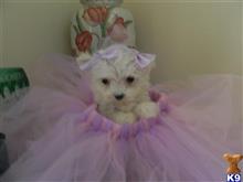 maltese puppy posted by Elegant Babies